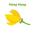 Tropical flower - ylang-ylang Cananga. Cosmetics, medical plant. Natural exotic flower