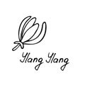 Tropical flower - ylang-ylang Cananga. Hand drawn element for print and web. Vector illustration Royalty Free Stock Photo