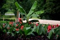 Tropical flowerbed in a city park of temperate climate with a banana tree and other exotic flora which for the winter must be