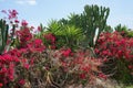 Tropical flowering garden with cactus, palms and red blossoms bush.