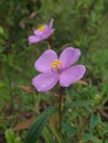 Micro shot on a pink flower melastoma