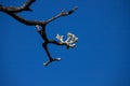 Buds of Pink Trumpet Tree Tabebuia impetiginosa. Royalty Free Stock Photo