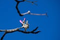 Flowering buds of Pink Trumpet Tree Tabebuia impetiginosa. Royalty Free Stock Photo