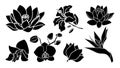 Tropical flowers big set. Silhouette simple icons of plant botanical patterns of buds and flowers Royalty Free Stock Photo