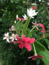 Tropical flowers in bloom, brauty of sri lanka Royalty Free Stock Photo