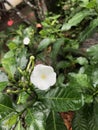 Tropical flowers in bloom, brauty of sri lanka Royalty Free Stock Photo