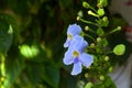 Tropical flowers on a blurred background of garden and summer house Royalty Free Stock Photo