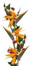 Tropical Flowers Border Bird of paradise Royalty Free Stock Photo