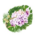 Tropical flowers branch orchids dots purple and white Phalaenopsis with tropical leaves of banana ficus,palm,philodendron on w