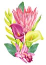 Tropical flowers, callas, orchids, bromeliad, protea. watercolor illustration on isolated white background