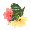 Tropical flowers floral arrangement, with pink and yellow hibiscus and ficus on a white background vintage vector illustration Royalty Free Stock Photo