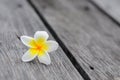 Tropical flowers frangipani background Royalty Free Stock Photo