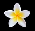 Tropical flowers frangipani isolated on a black background Royalty Free Stock Photo