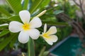 Tropical flowers frangipani on nature background. Royalty Free Stock Photo