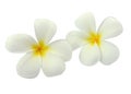 Tropical flowers frangipani (plumeria) Royalty Free Stock Photo