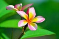 Thai plumeria