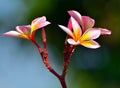 Thai plumeria