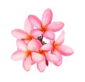 Tropical flowers frangipani plumeria isolated on white backgro Royalty Free Stock Photo