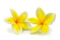 Tropical flowers frangipani (plumeria) isolated on white background Royalty Free Stock Photo