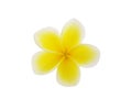 Tropical flowers frangipani (plumeria) isolated on white background Royalty Free Stock Photo