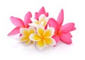 Tropical flowers frangipani plumeria isolated on white backgro