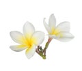 Tropical flowers frangipani plumeria isolated on white backgro Royalty Free Stock Photo