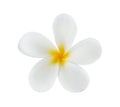 Tropical flowers frangipani (plumeria) Royalty Free Stock Photo