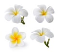 Tropical flowers frangipani (plumeria) Royalty Free Stock Photo