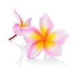 Tropical flowers frangipani (plumeria) isolated on white background. Royalty Free Stock Photo