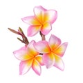 Tropical flowers frangipani (plumeria) isolated on white background. Royalty Free Stock Photo