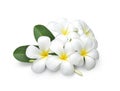 Tropical flowers frangipani plumeria isolated on white background Royalty Free Stock Photo