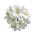 Tropical flowers frangipani plumeria isolated on white backgro Royalty Free Stock Photo