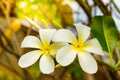 Tropical flowers, frangipani or prumelia couple for romantic flowers and honeymoon flowers Royalty Free Stock Photo