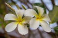 Tropical flowers, frangipani or prumelia couple for romantic flowers and honeymoon flowers Royalty Free Stock Photo