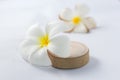 Tropical a flowers frangipani white color