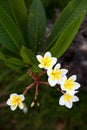 Tropical flowers frangipani (plumeria) on green background