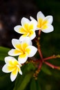 Tropical flowers frangipani (plumeria) on green background