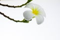 Tropical flowers frangipani Royalty Free Stock Photo