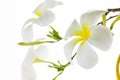 Tropical flowers frangipani Royalty Free Stock Photo