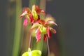 Tropical flowers Royalty Free Stock Photo