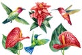 Tropical flowers and hummingbird birds on isolated white background, watercolor illustration Royalty Free Stock Photo