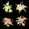 Tropical Flowers and Leaves Set. Exotic Plumeria Flowers Royalty Free Stock Photo