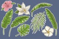 Tropical Flowers and Leaves Set. Stickers. Collection of hand drawn exotic plants and blossoms. Banana, palm and Royalty Free Stock Photo