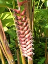 Tropical flowers, Lobster claws, Heliconia bihai Lobster Salmon