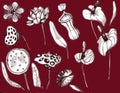 Tropical flowers monohrome sketch collection. Hand drawn illustrations set of exotic flowering plants - otus, calla