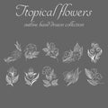 Tropical flowers. Outline hand drawn bundle. Outline vector collection for decorative design. Doodle line graphic design. Hand Royalty Free Stock Photo