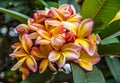 Tropical flowers Plumeria, Madeira, Portugal.