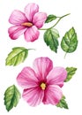 Tropical flowers set, pink mallow, watercolor illustration, botanical painting hand drawing. hibiscus flower