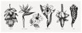 Tropical flowers sketches collection. Vector illustrations of exotic flowering plants - Medinilla, bird of paradise, hibiscus,