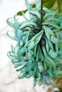 Tropical flowers, strongylodon, jade vine Royalty Free Stock Photo